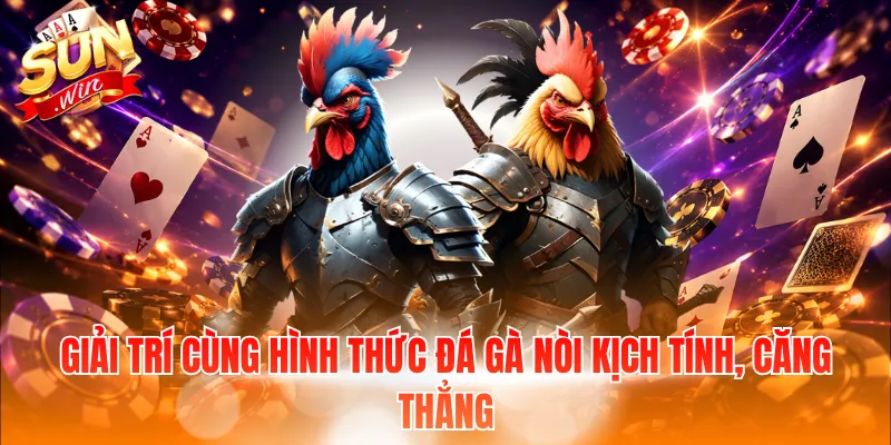 Giải trí cùng hình thức đá gà nòi kịch tính, căng thẳng